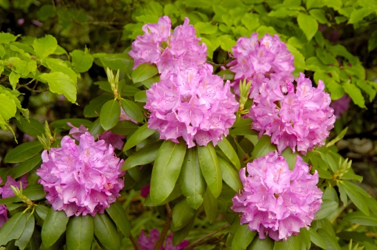 Evergreen Rhododendron Cheat Sheet - Carolina Native Nursery