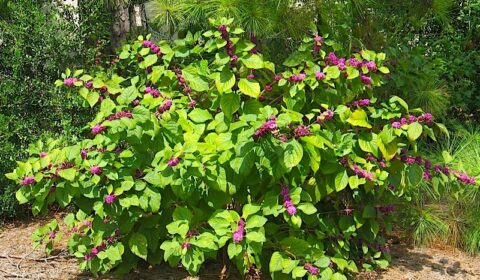Top Native Plants for Summer in the Eastern United States: A Guide for Your Garden