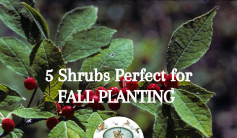 Five Native Shrubs for Fall Planting!