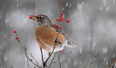 Creating Winter Habitats for Wildlife