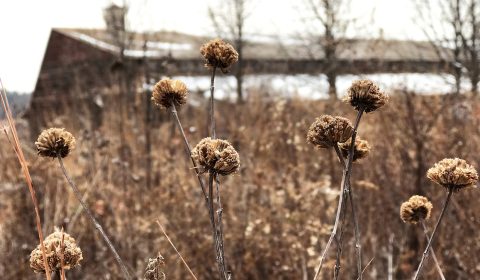 Winter Native Plant Shopping