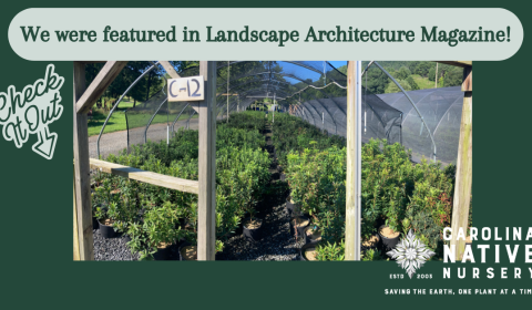 Rebuilding Carolina Native Nursery After Hurricane Helene: Feature In Landscape Architecture Magazine